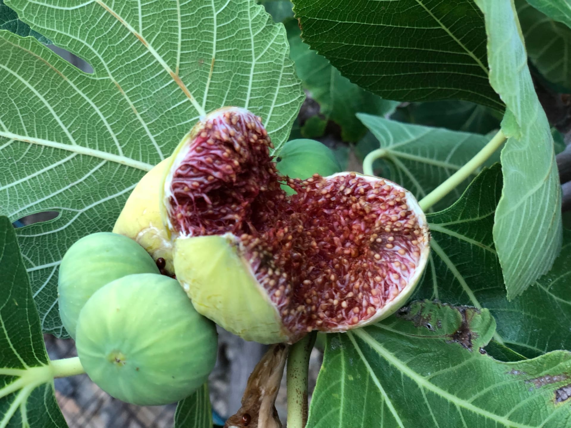 A ripe fig cut open on the tree in the old garden