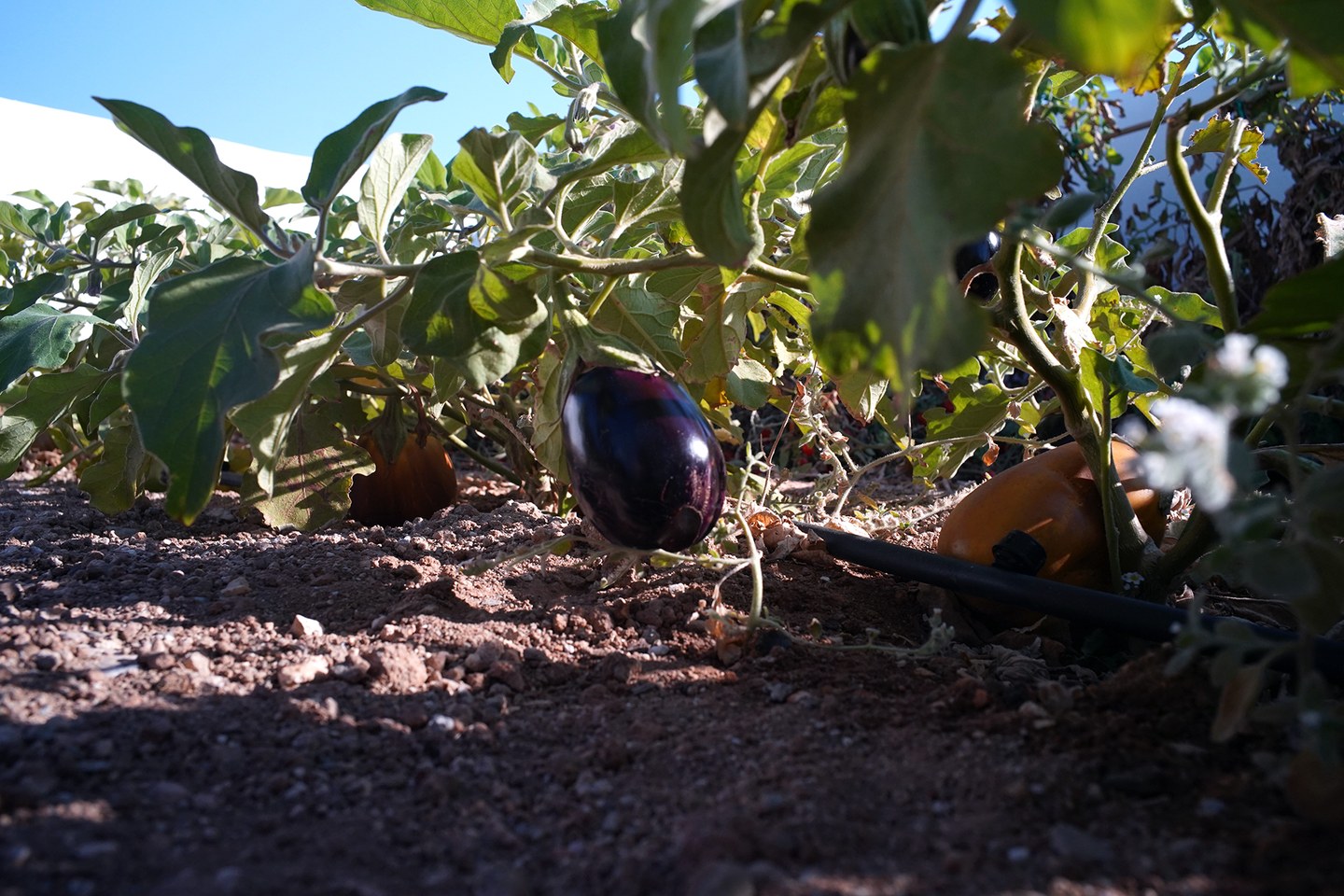 Eggplants growing in the old garden orchard