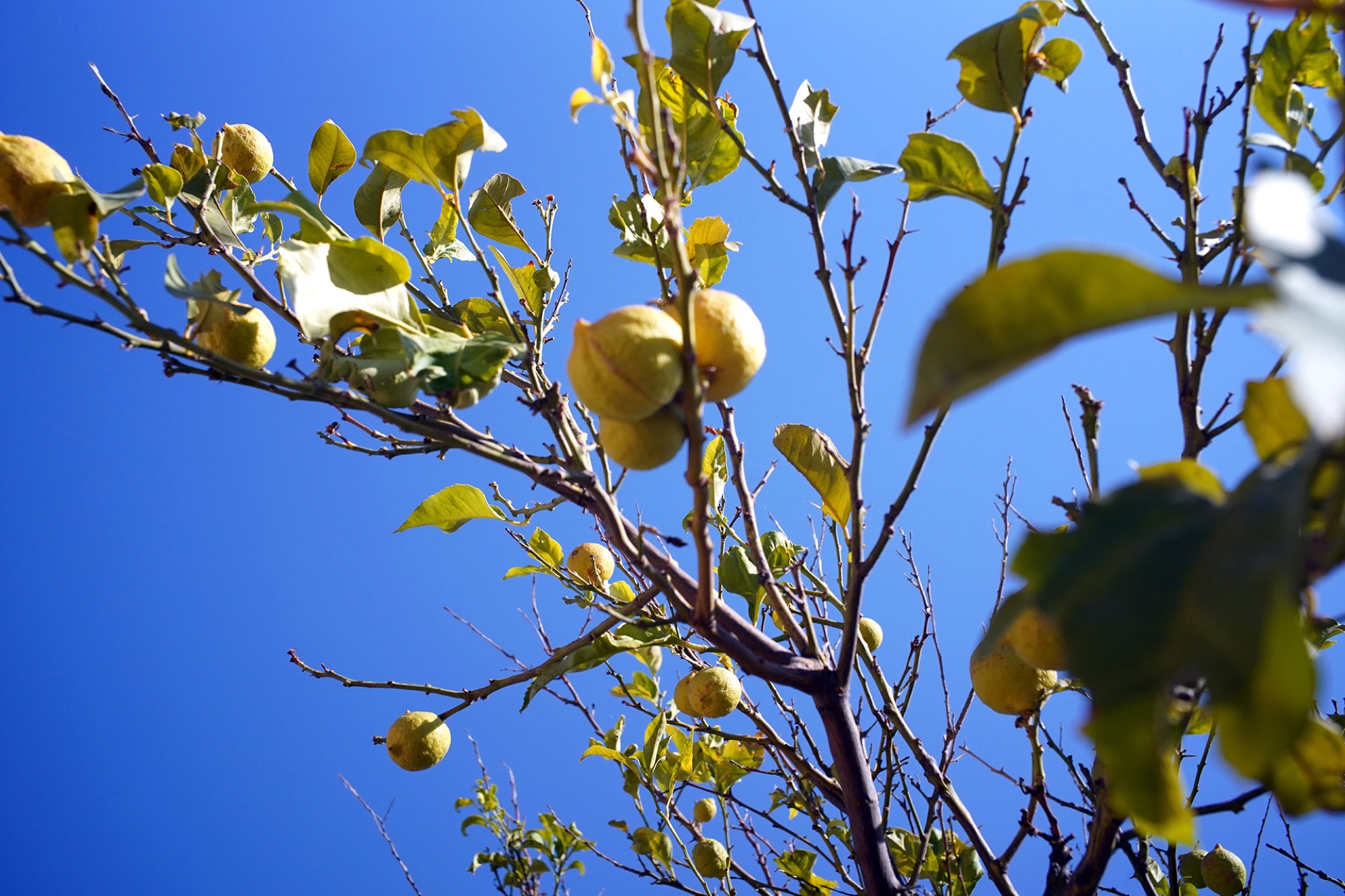 A lemon tree in the old garden orchard