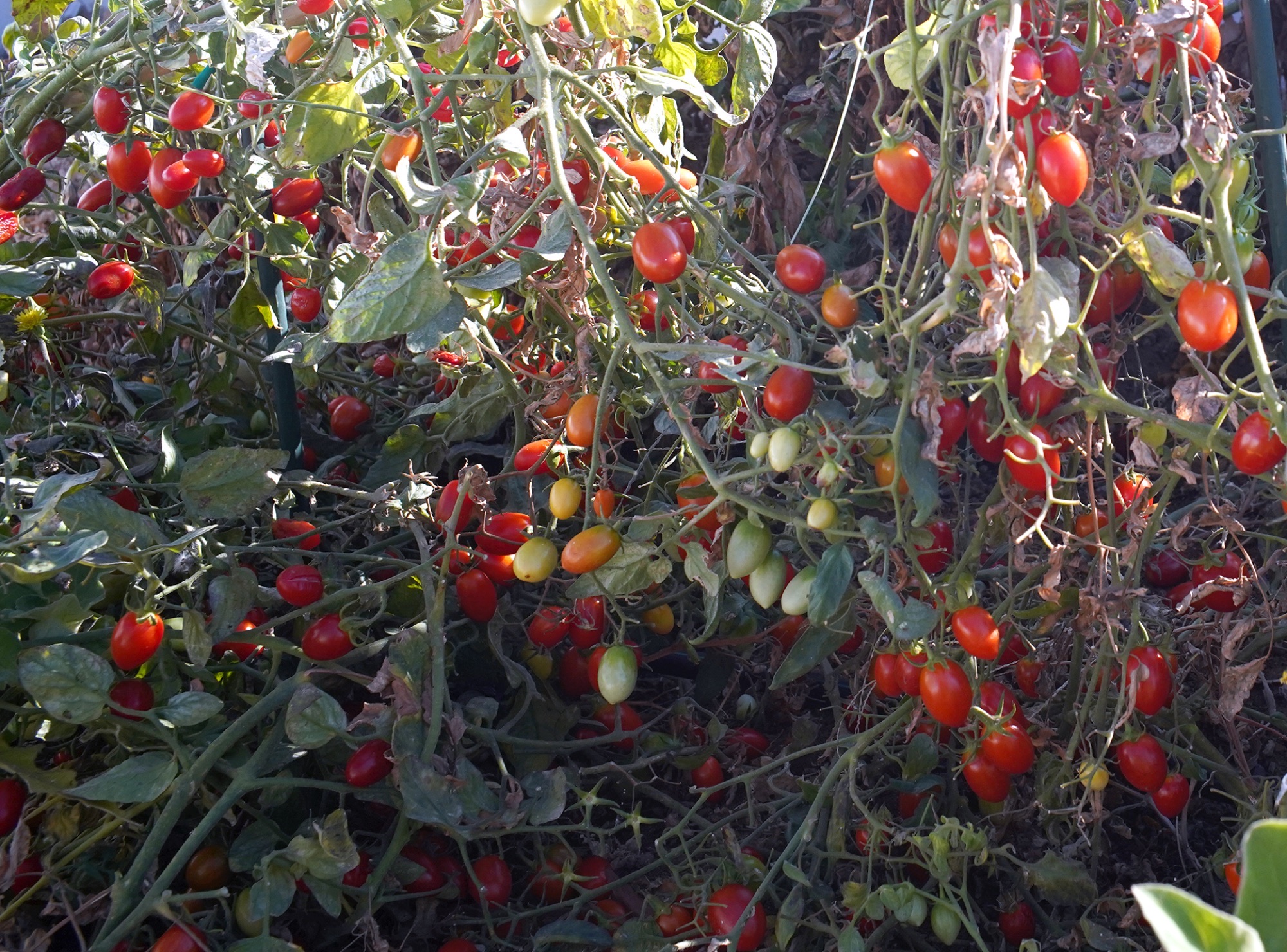 Tomatoes growing in the old garden orchard